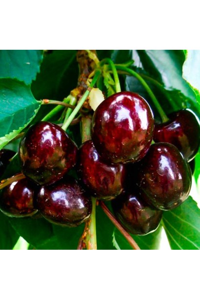 Черешня Блек Стар